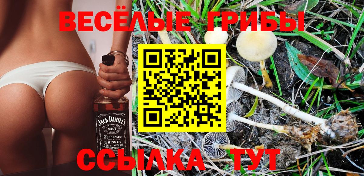 Псилоцибиновые грибы Cubensis Гусиноозёрск